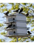 8608811_01V_coates-purple-martin-house-3-floor.jpg