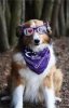 dog relay glasses.jpg dog relay glasses.jpg