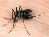 asian_tiger_mosquito_01.jpg