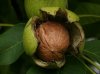 walnuts.jpg