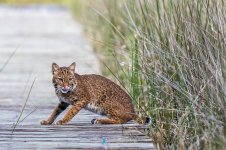 210718-bobcat-005-mcs-2000.jpg