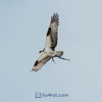 220520-osprey-houndfish-003-sowal-2000.jpg