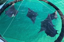 devil-rays-research-destin_0002_Layer-6.jpg