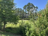 backyard.jpeg