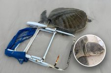 turtle.jpg