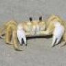 ghost crab