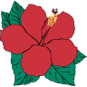 hibiscusflorida