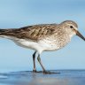 BeachSandpiper