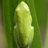 TreeFrog