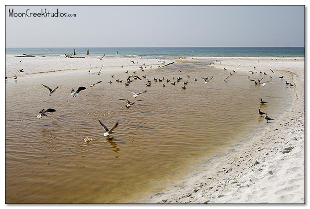 Beaches of South Walton Photograph