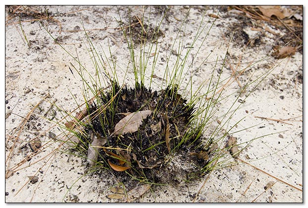 Beaches of South Walton Photograph