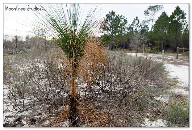 Beaches of South Walton Photograph