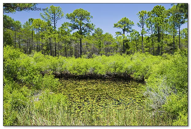 Beaches of South Walton Photograph