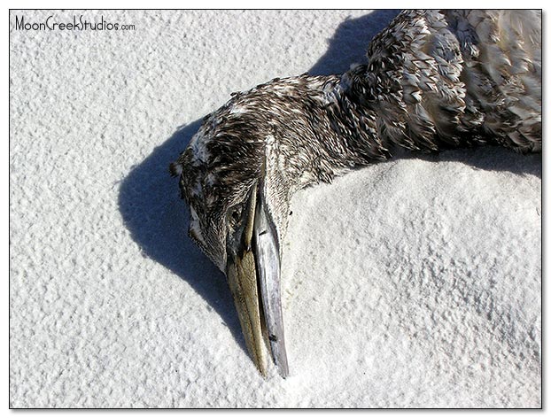 Beaches of South Walton Photograph