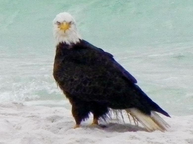 Live Stream Vero Beach Bald Eagles