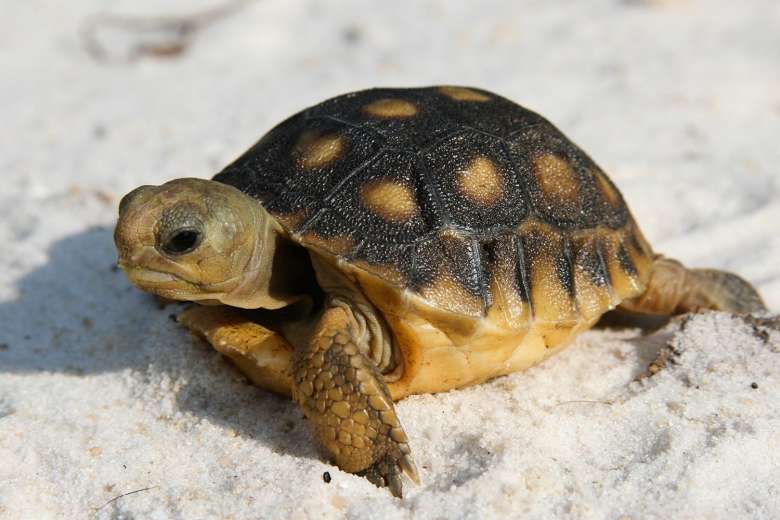 Gopher Tortoises Finding Safe Haven In Walton County Sowal Com