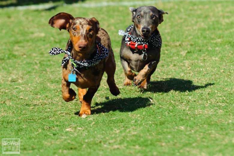 Weiner dog costume contest and dog race at the Multnomah County Fair